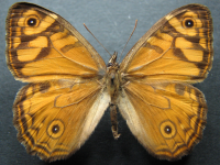 Geitoneura acantha - Adult